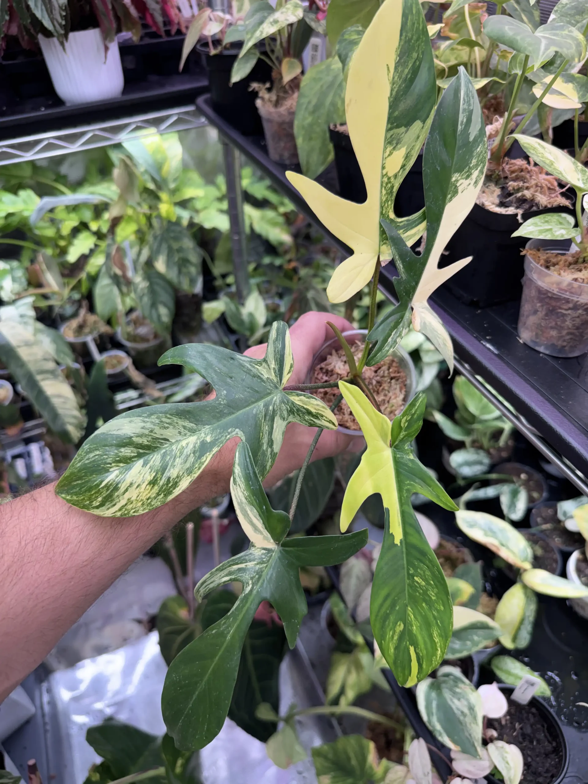 Philodendron Florida Beauty Variegated For Sale