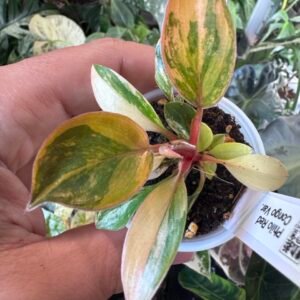 Philodendron Red Congo Variegated - Growers Choice