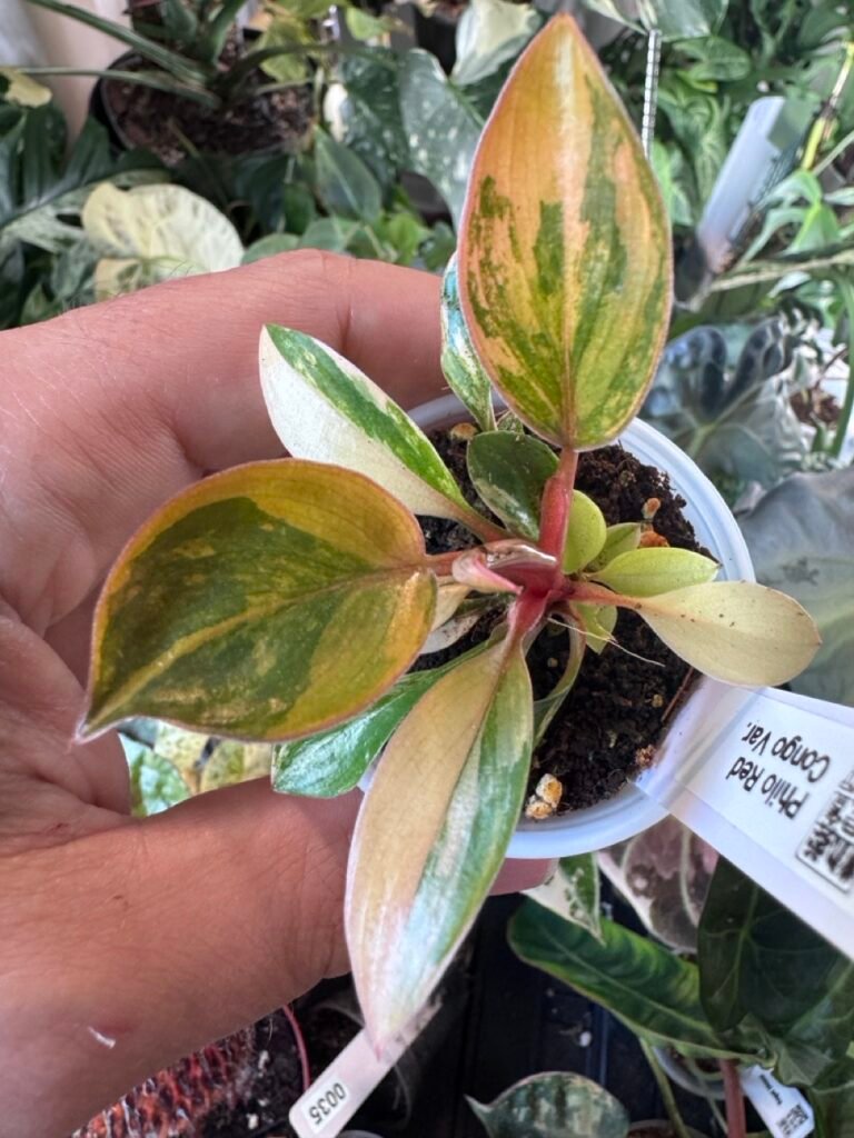 Philodendron Red Congo Variegated - Growers Choice