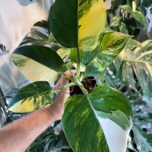 Philodendron White Wizard Tricolor Variegated 4” #562