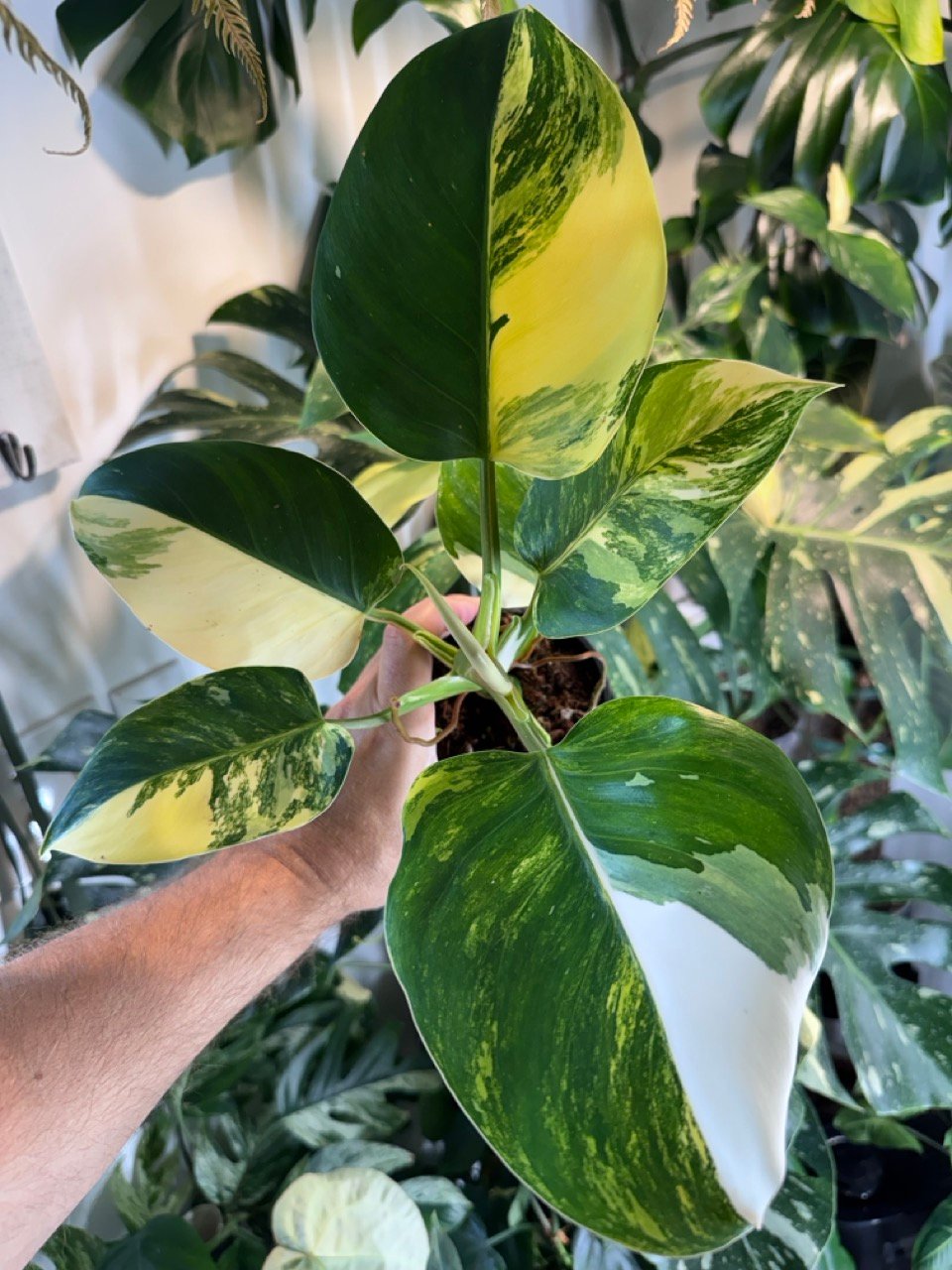 Philodendron White Wizard Tricolor Variegated 4” #562