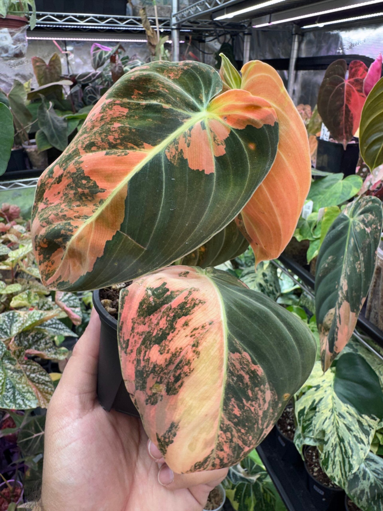Philodendron Plants