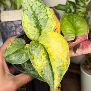 Scindapsus Geulis