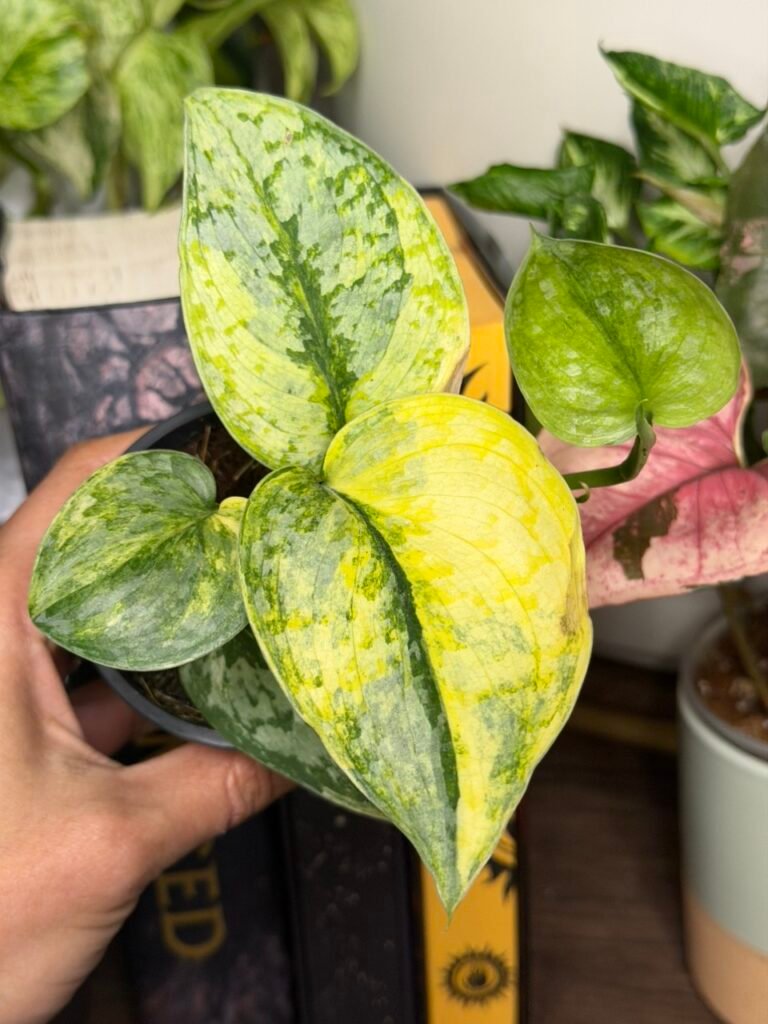 Scindapsus Geulis