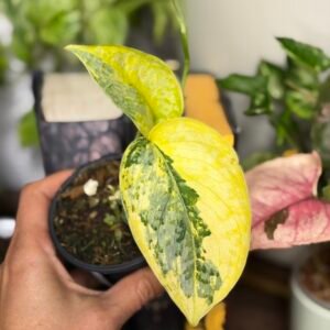 Scindapsus Geulis -1