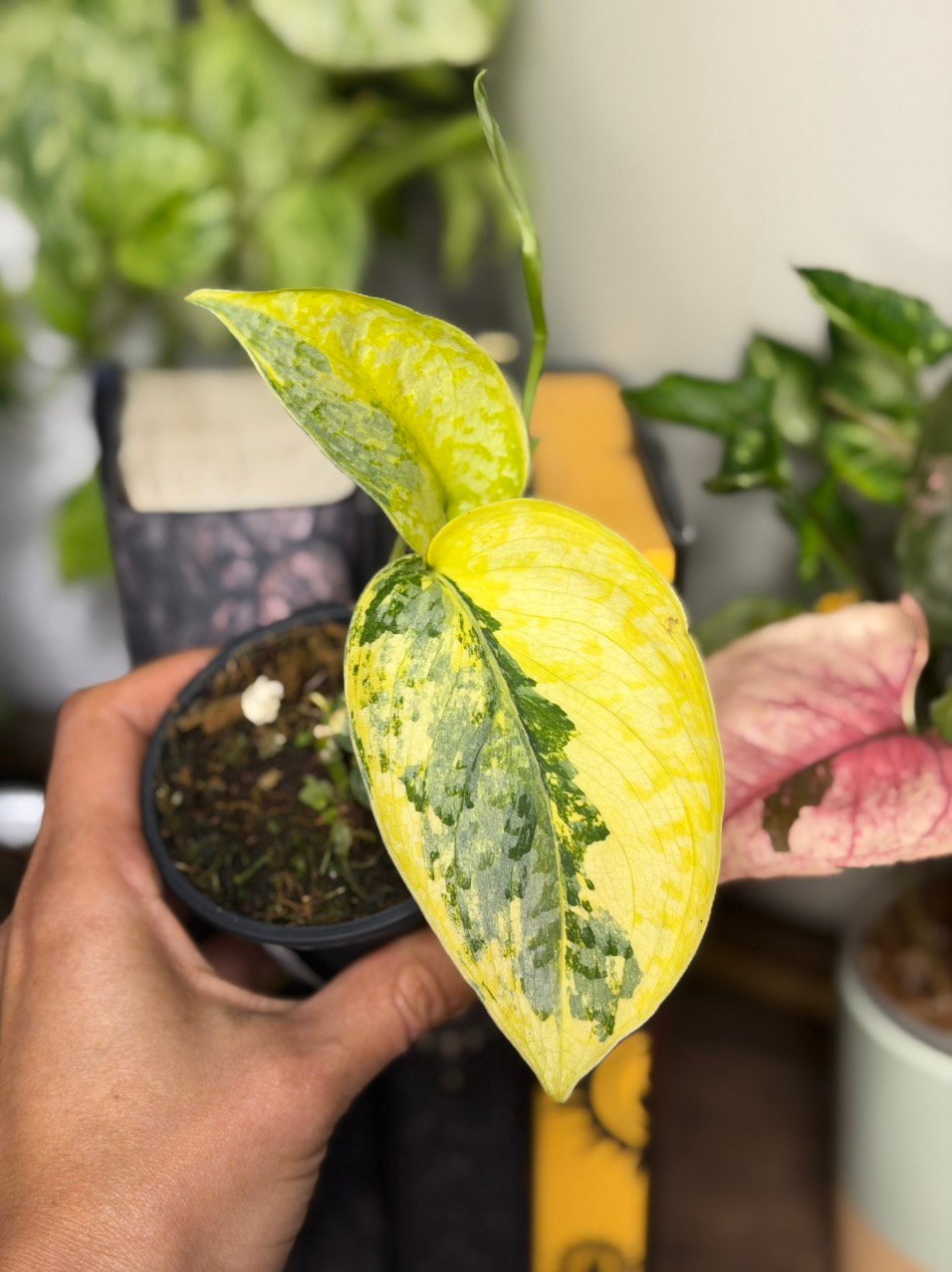 Scindapsus Geulis -1