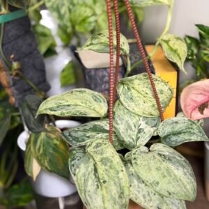 Scindapsus 'Peasun'