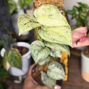Scindapsus 'Peasun' totum