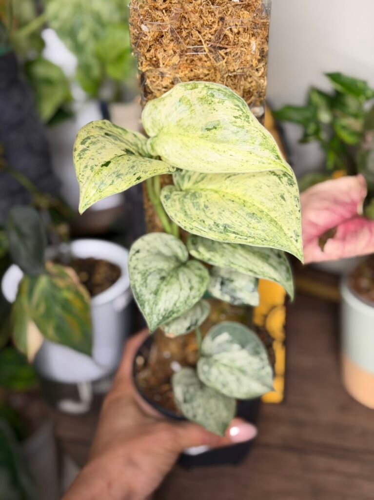 Scindapsus 'Peasun' totum