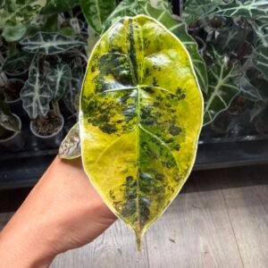 Alocasia Azlanii Variegated