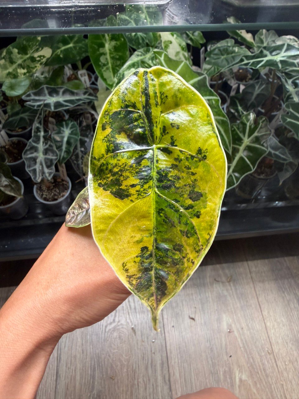Alocasia Azlanii Variegated
