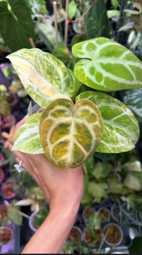 Variegated Anthurium magnificum x crystallinum #536