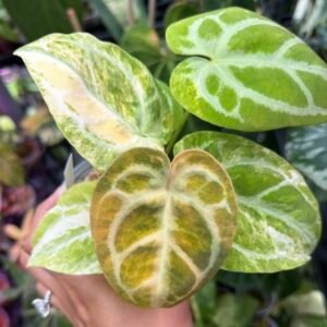 Variegated Anthurium magnificum x crystallinum #536