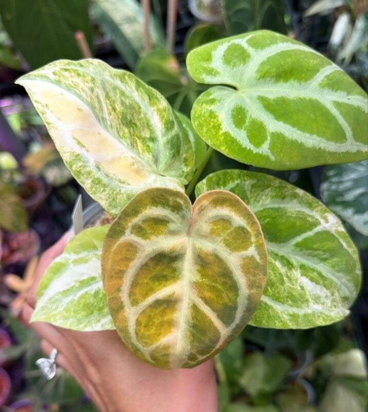 Variegated Anthurium magnificum x crystallinum #536