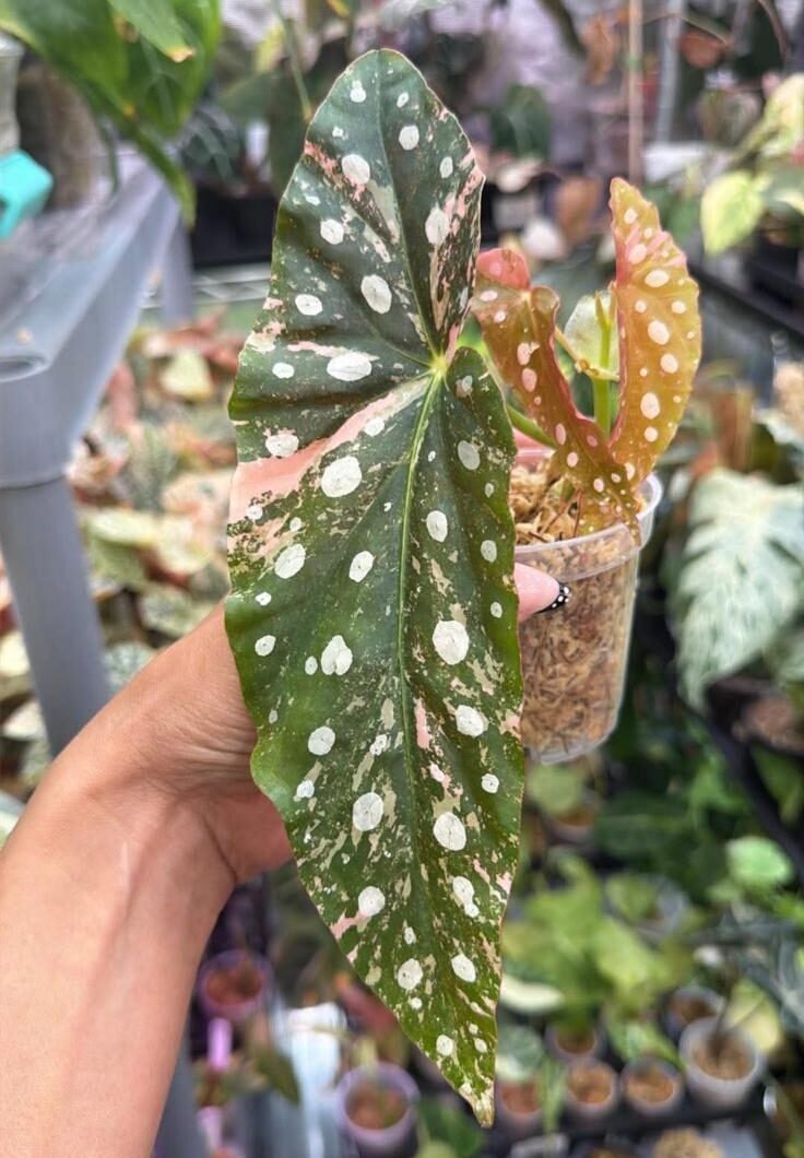 Begonia Maculata Variegated Pink Cutting - Exact Plant