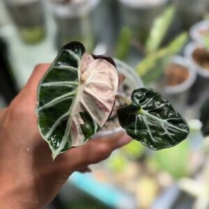Alocasia Balloon Heart Pink Variegated – Exact Plant #97