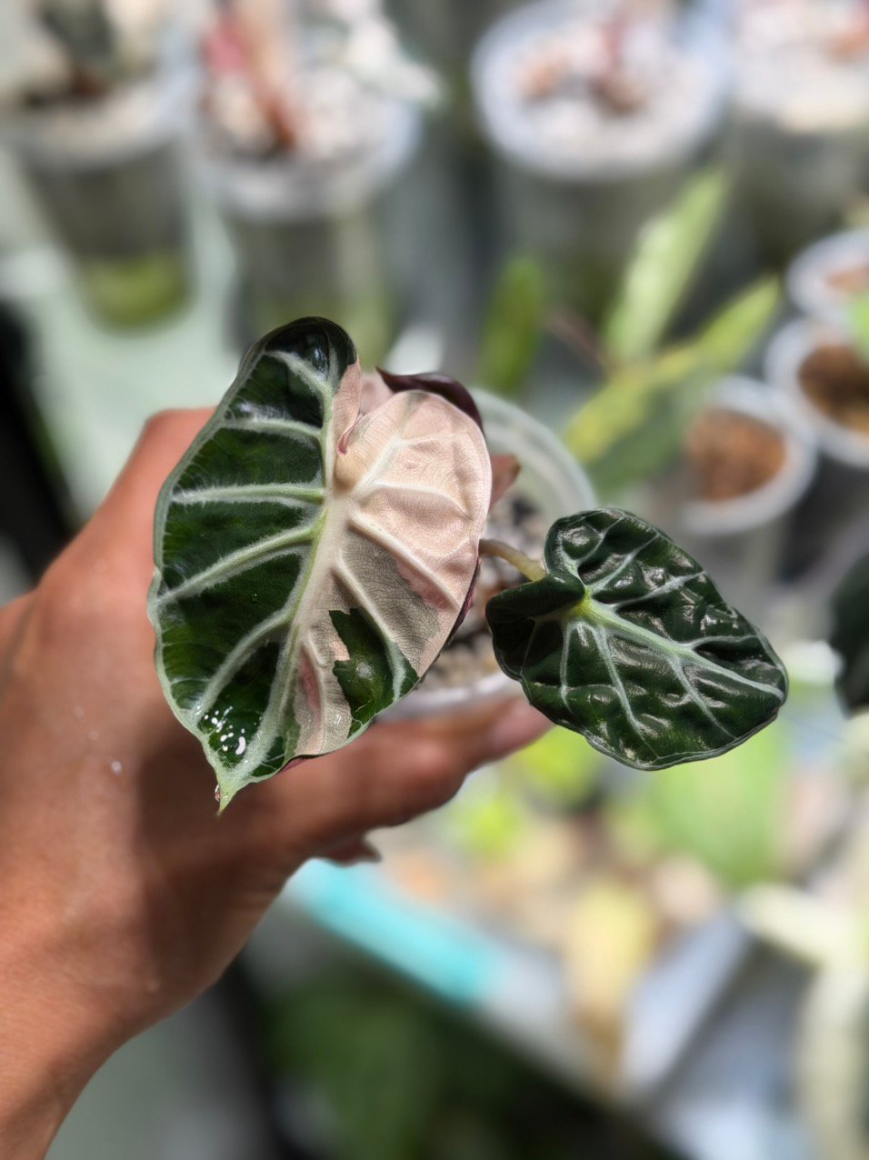Alocasia Balloon Heart Pink Variegated – Exact Plant #97