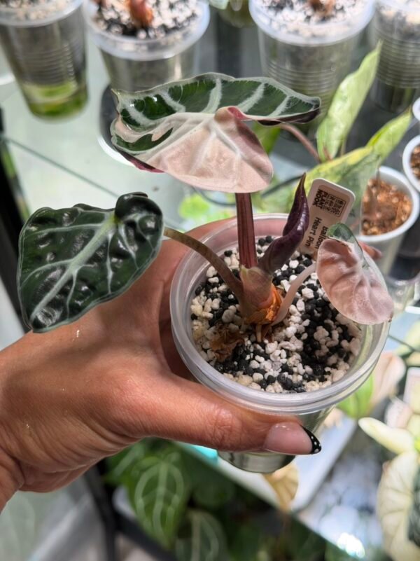 Alocasia Balloon Heart Pink Variegated | The Plant Nook Shop