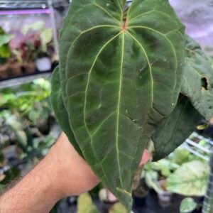 anthurium-red-crystallinum-x-red-vein-dark-phoenix