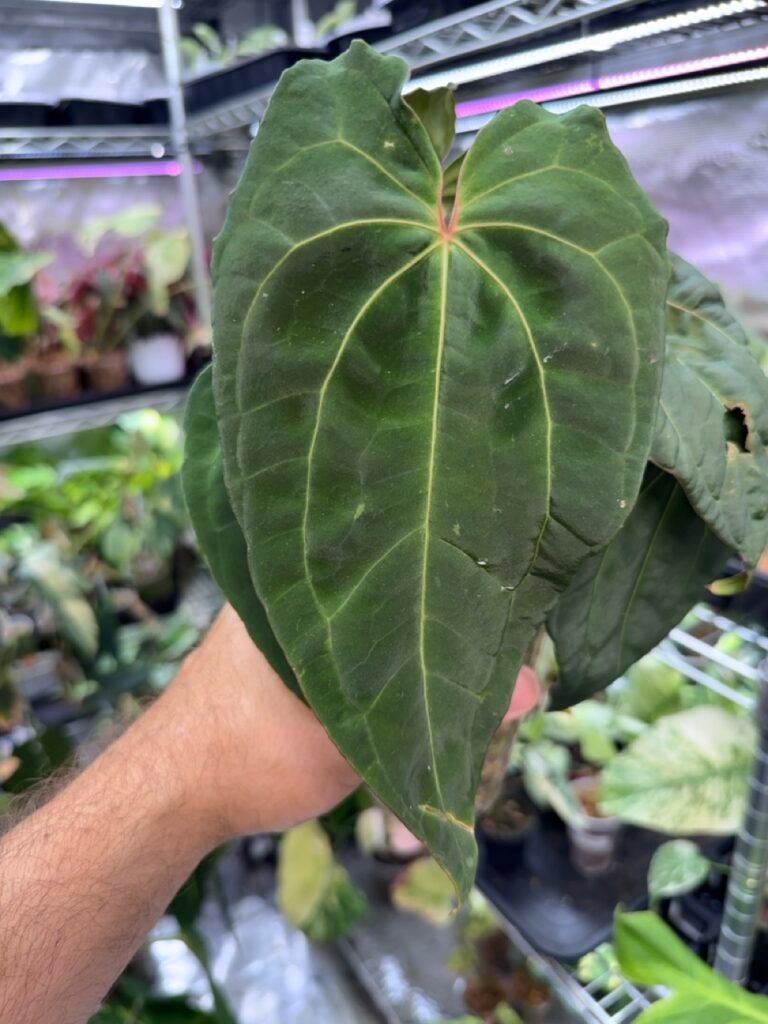 anthurium-red-crystallinum-x-red-vein-dark-phoenix