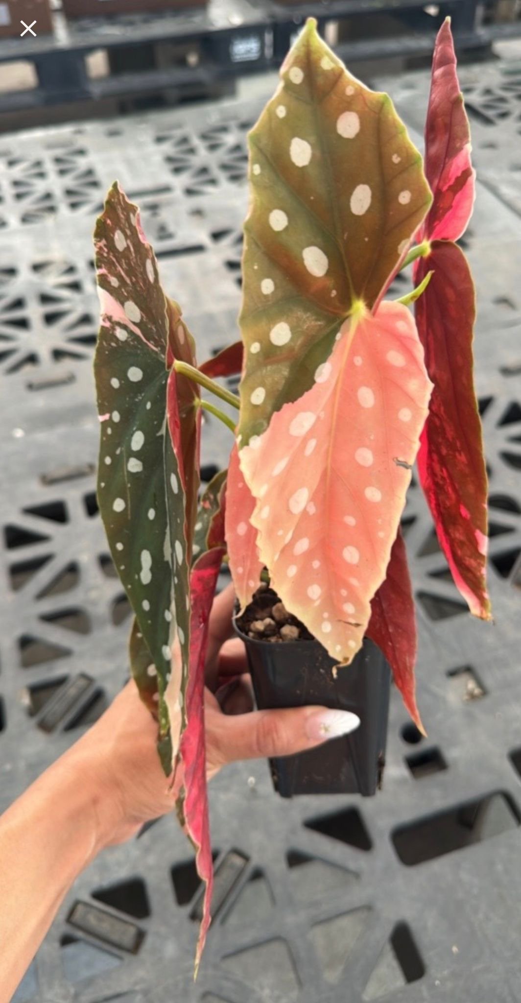 Begonia Plants