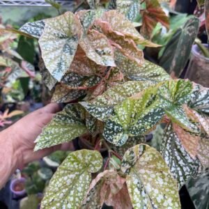 Begonia Snowcap Pink Variegated