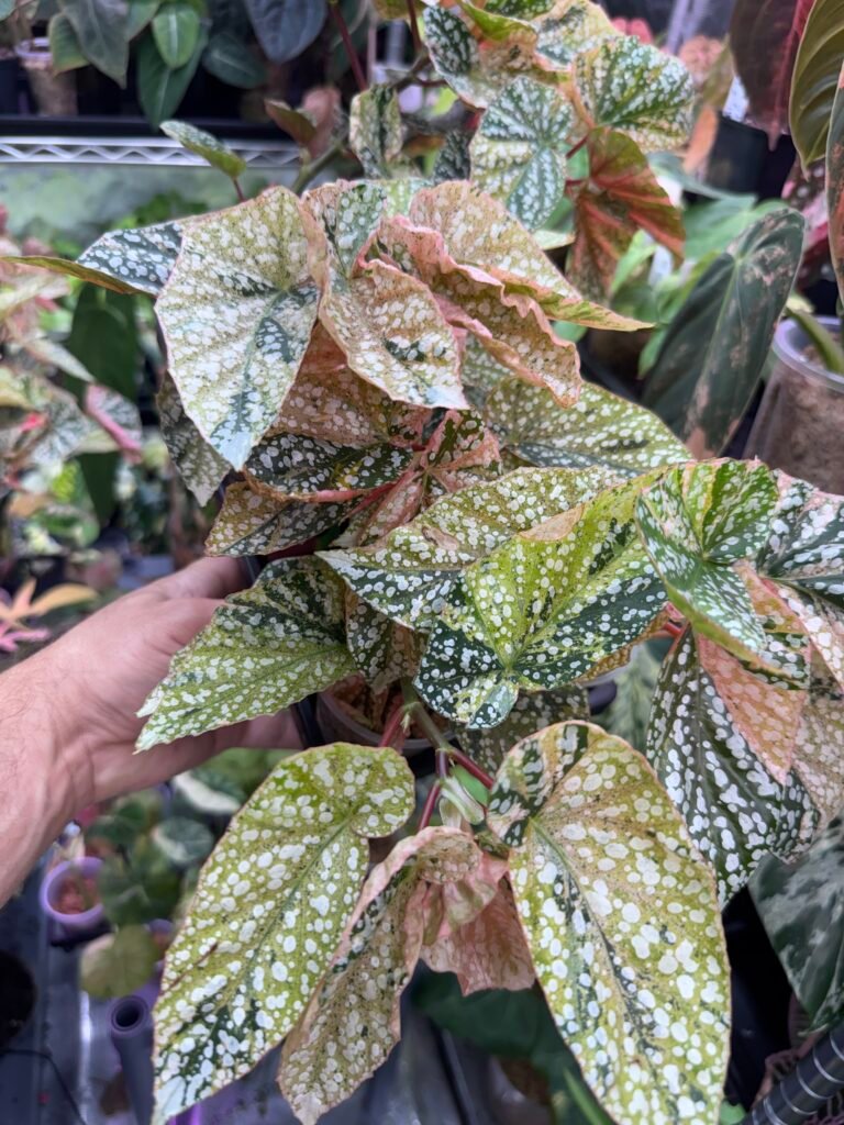 Begonia Snowcap Pink Variegated