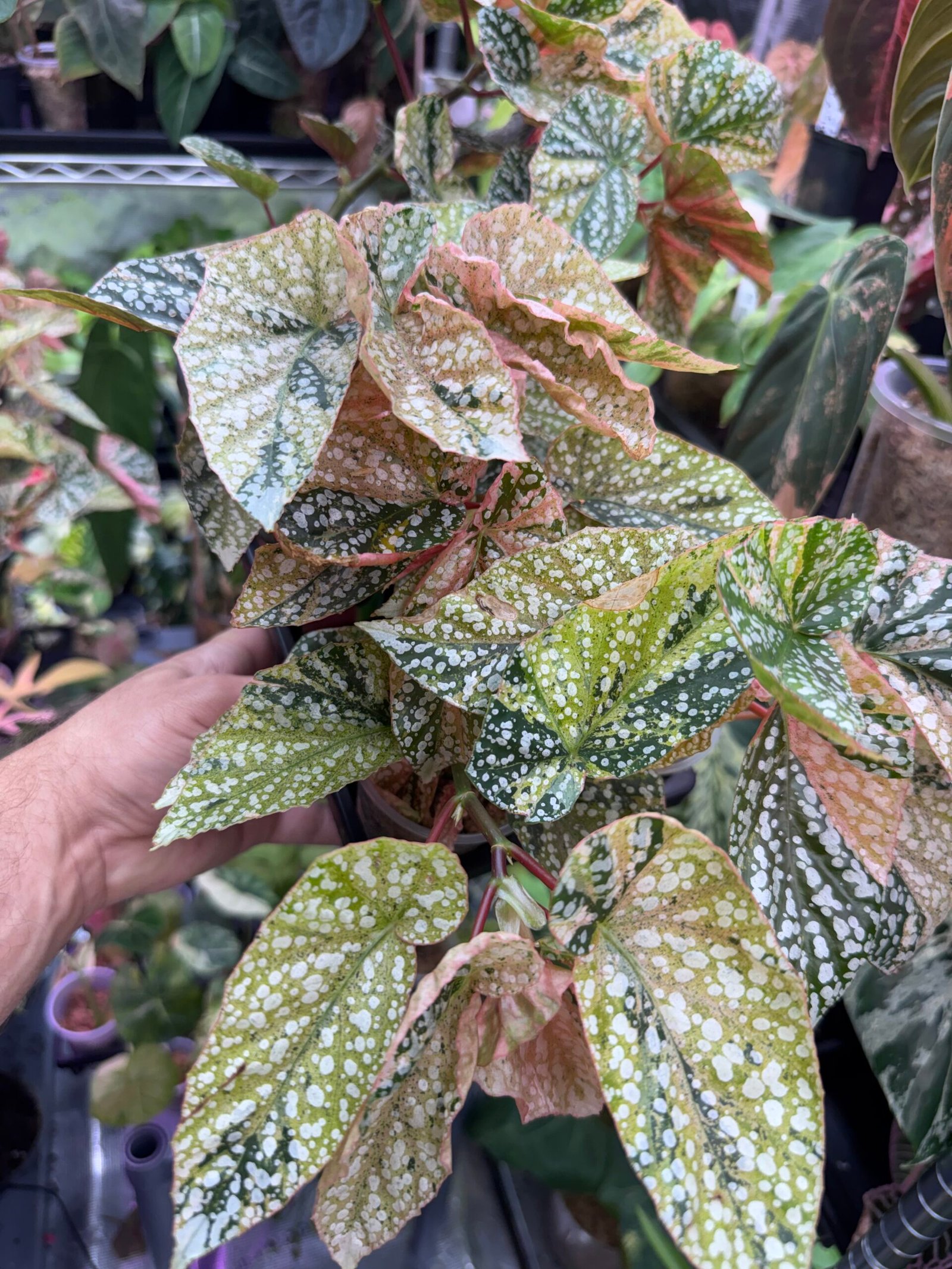 Begonia Snowcap Pink Variegated