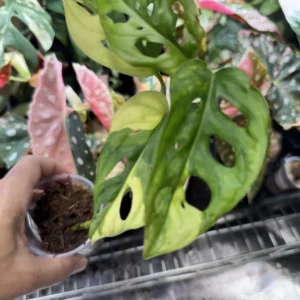 Monstera adansonii aurea variegated 401