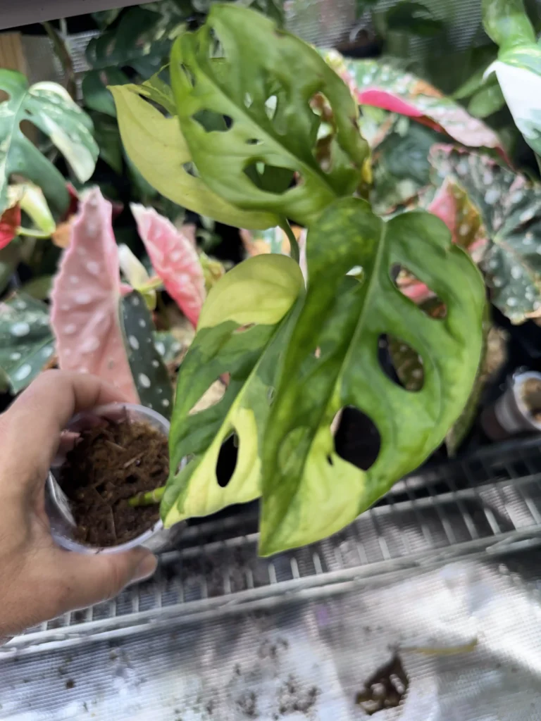 Monstera adansonii aurea variegated 401