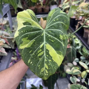 Philodendron Gloriosum Variegated Type 2