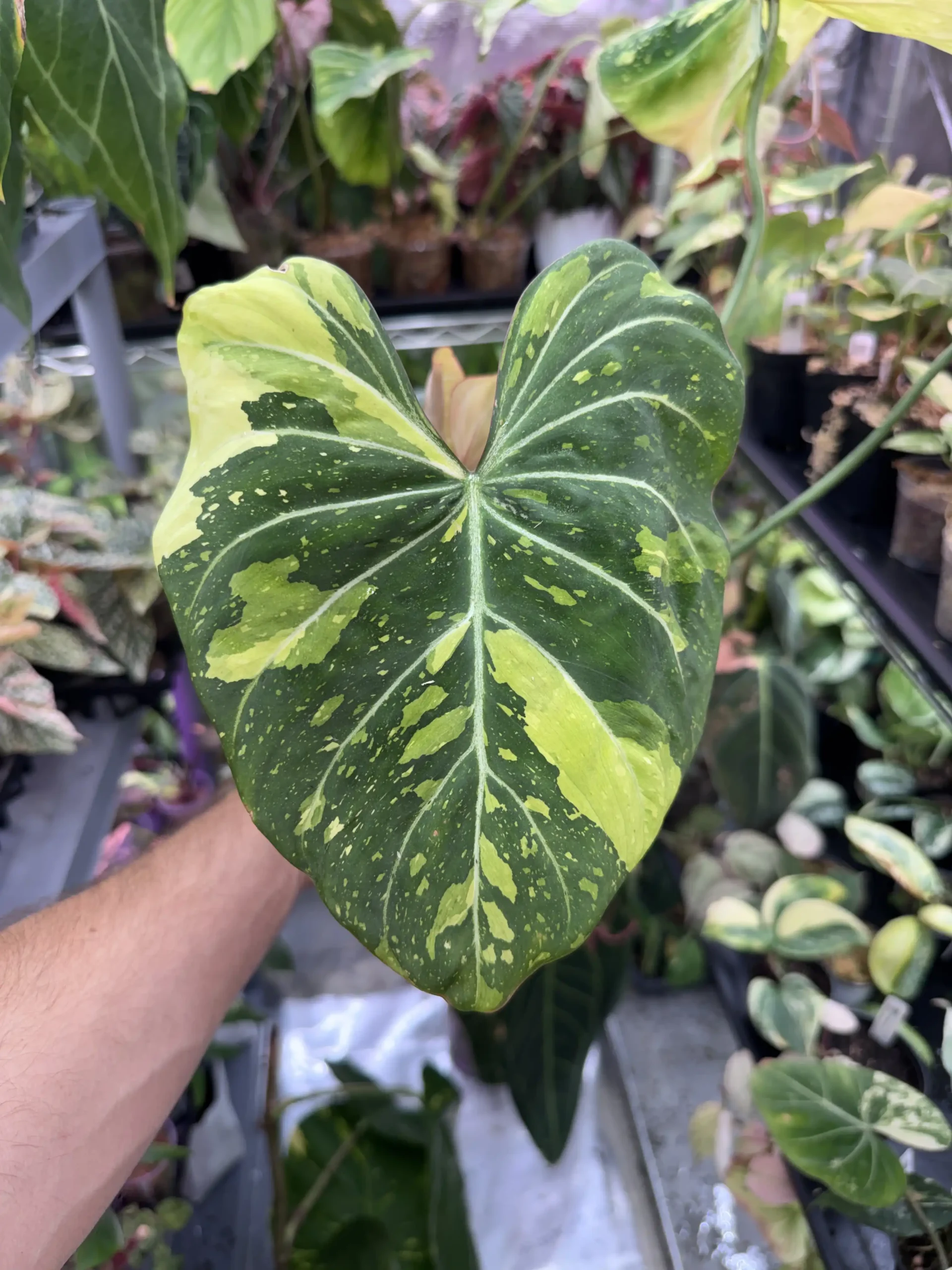 Philodendron Gloriosum Variegated Type 2