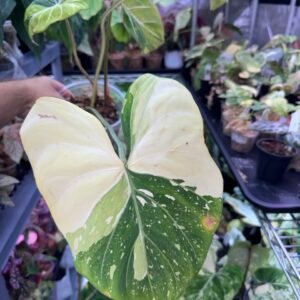 Philodendron Gloriosum Variegated Type 2 419
