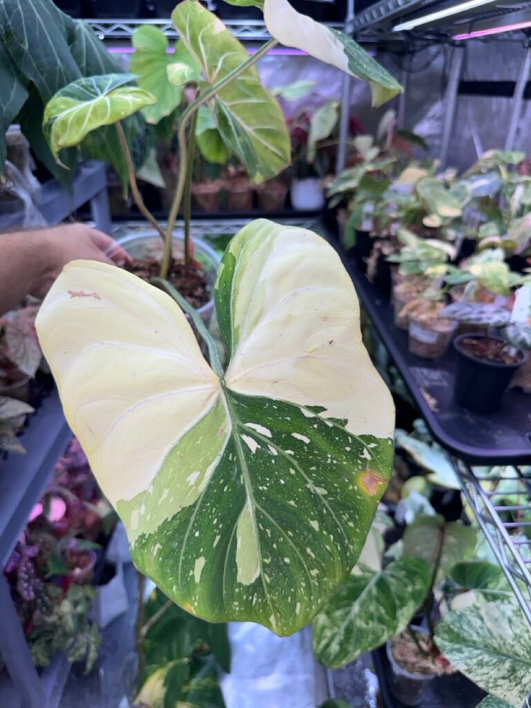 Philodendron Gloriosum Variegated Type 2 419