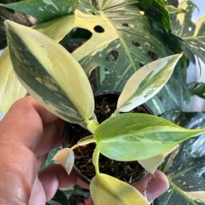 philodendron silver sword variegated #557