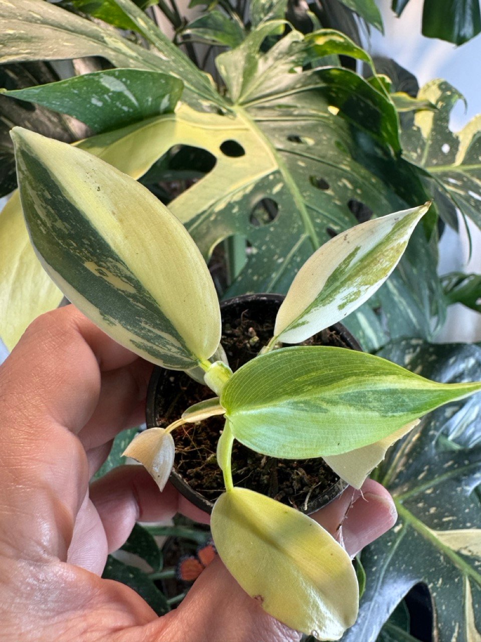 philodendron silver sword variegated #557