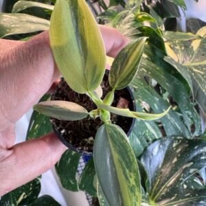 philodendron silver sword variegated #565