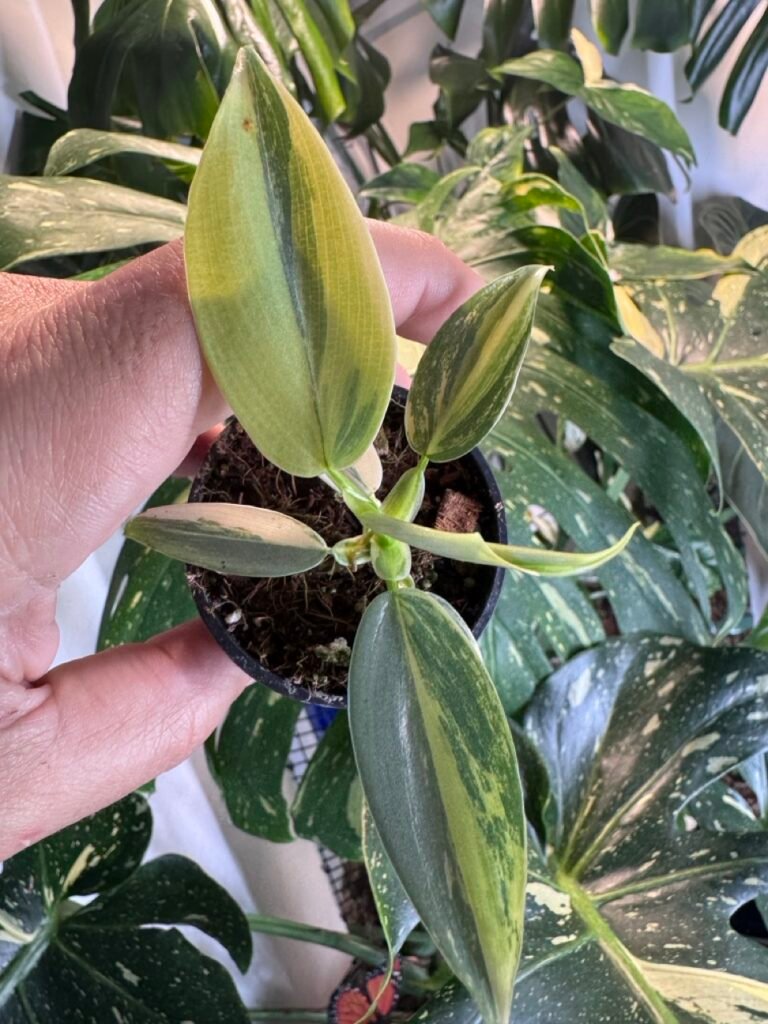 philodendron silver sword variegated #565