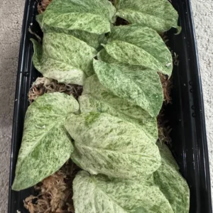 Rhaphidophora korthalsii variegated