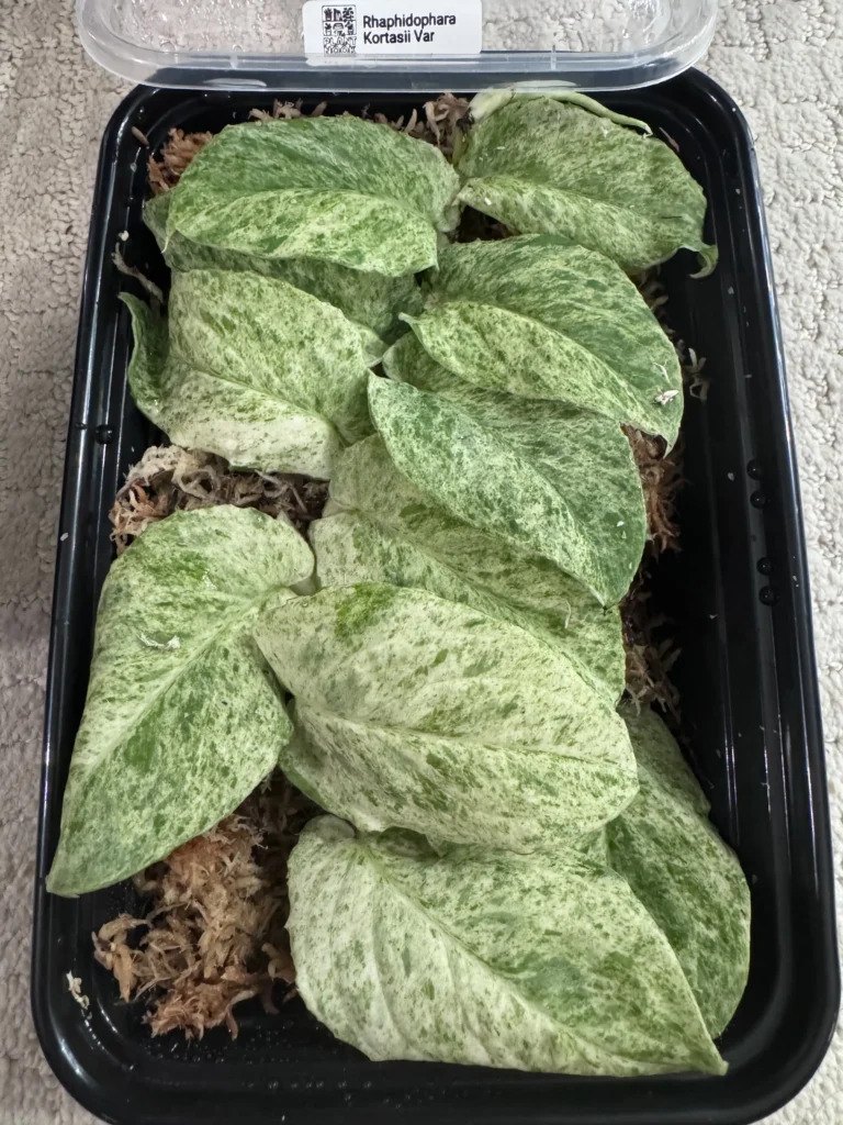 Rhaphidophora korthalsii variegated