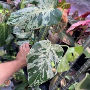monstera vietciosa 525