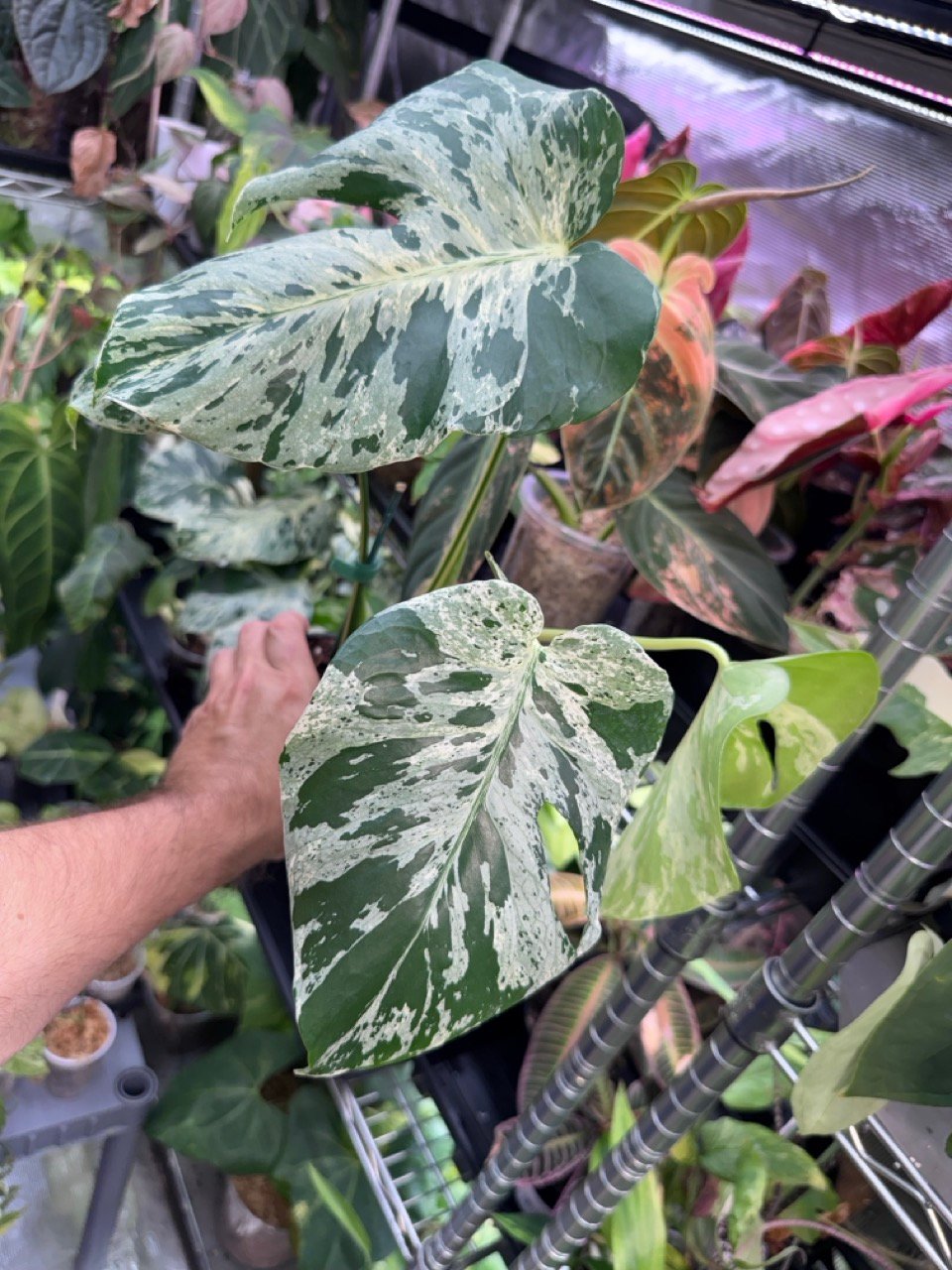 monstera vietciosa 525