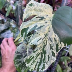 monstera vietciosa 526