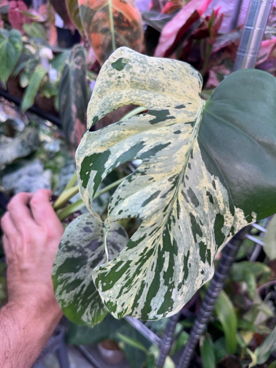 monstera vietciosa 526