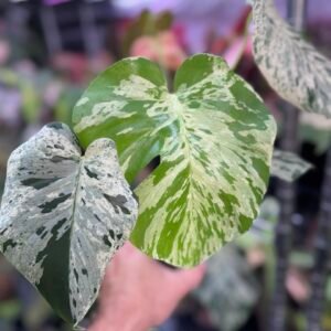 monstera vietciosa 522