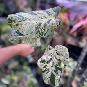monstera vietciosa 521