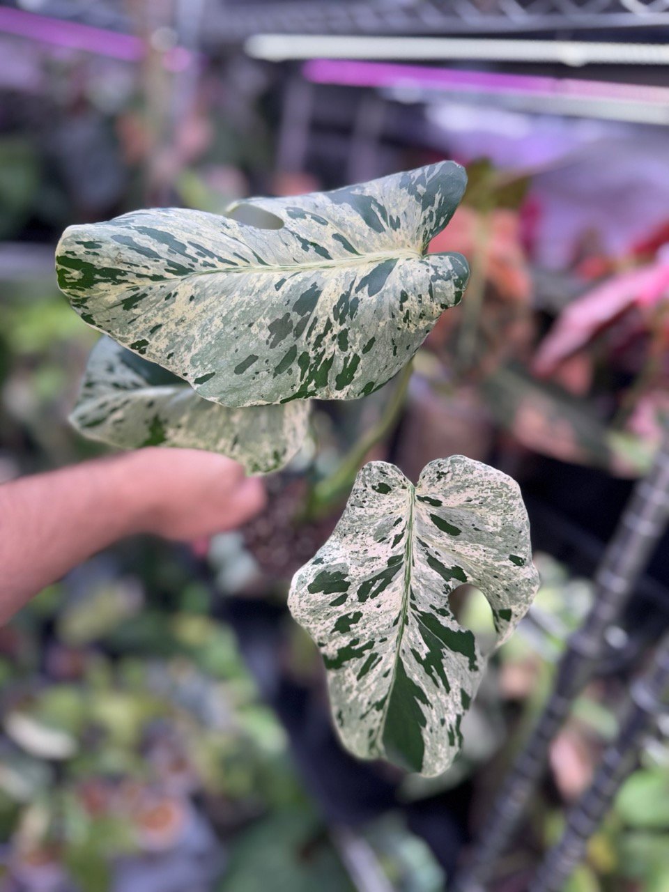 monstera vietciosa 521