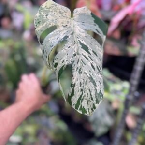 monstera vietciosa 517
