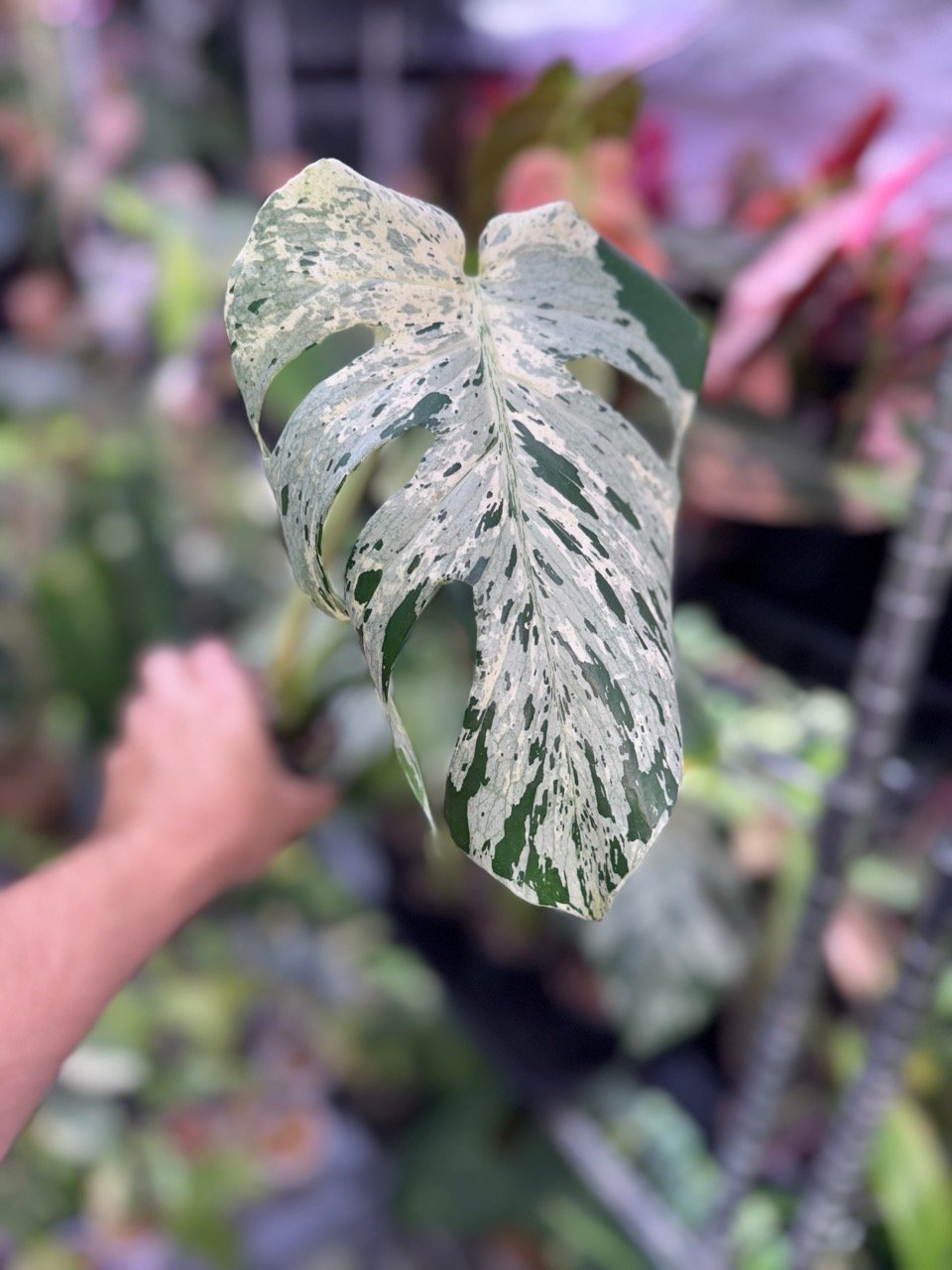 monstera vietciosa 517