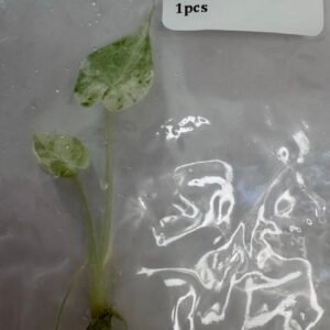Alocasia Dragon Scale Mint Tissue Culture